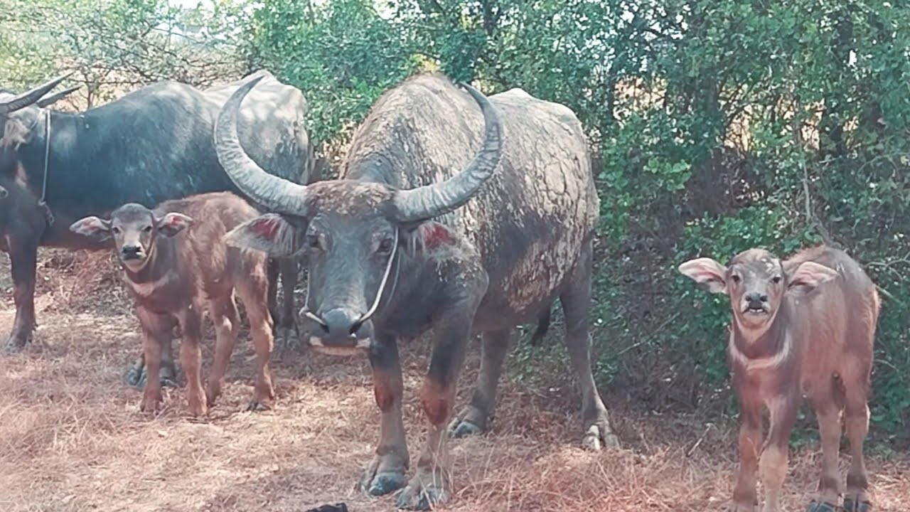 Amazing Big BUFFALO and Babies