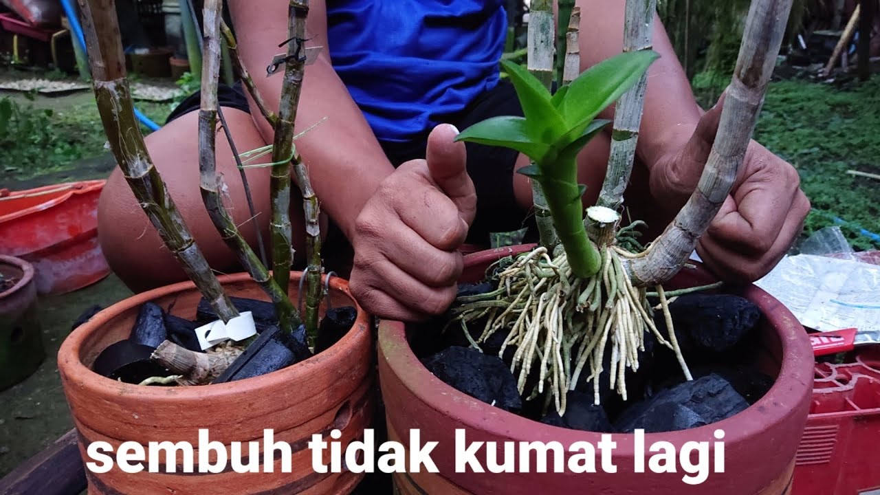Cara Anggrek busuk batang akut sembuh total kembali subur sehat