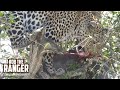 Leopard Feeds In A Tree | Maasai Mara Safari | Zebra Plains