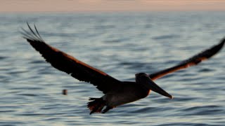 Pelicans Diving For Fish in Slow Motion