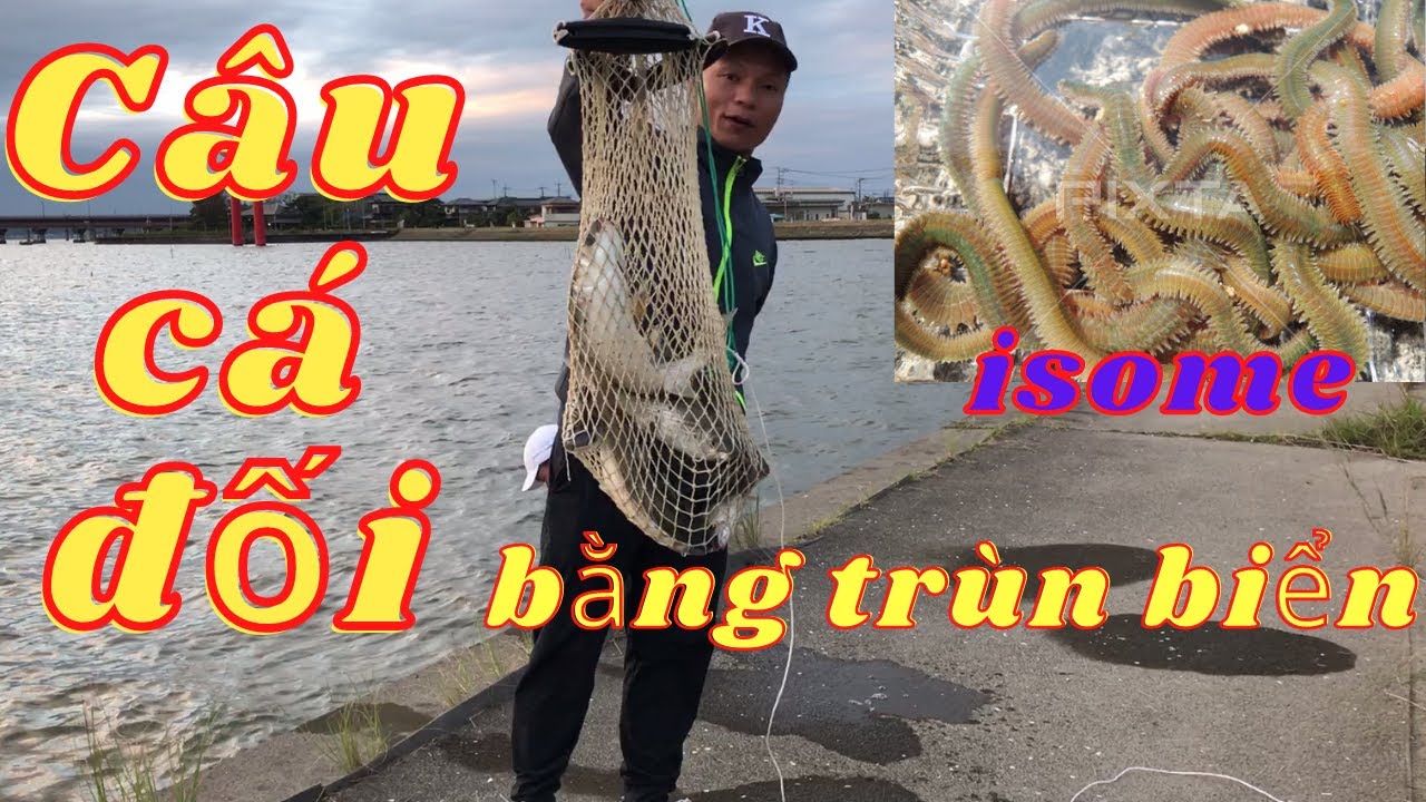 Câu cá đối bằng mồi trùn biển ở sông Nhật Bản - YouTube