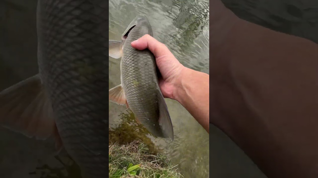Fly fishing in Germany | A surprise catch at season opening