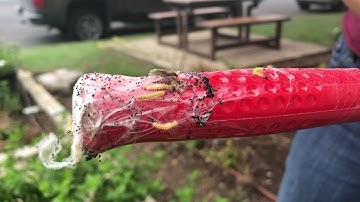 Webworm caterpillars