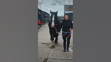 equine dynamic assessment