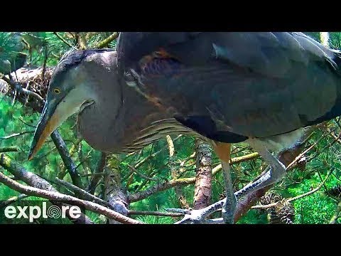 Great Blue Herons - Maryland Highlights