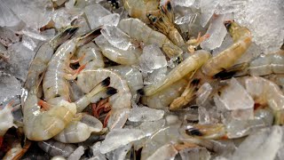 Homegrown | Fresh Fish and Seafood Safety Tips