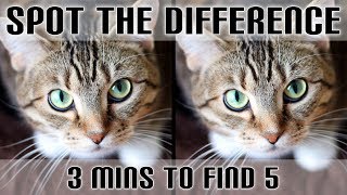 Spot The Difference #3 Cute Cat Animals Photo Puzzle Medium - Hard screenshot 2