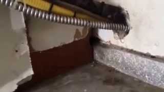 Rats & Mice Exterminators | Pest Control Portland OR Vancouver WA