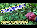 以外と知らない！あの山菜達が変貌を遂げる姿！