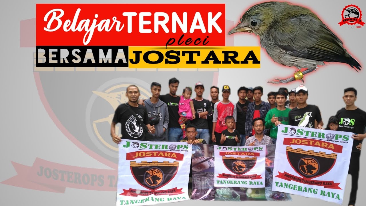 Mudah?! proses TERNAK PLECI - JOSTARA (josterops tangerang raya) 