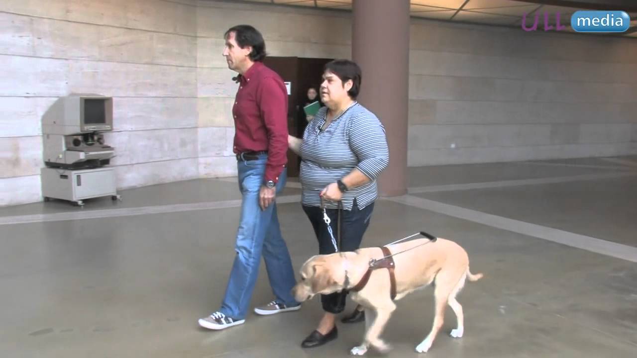 Cómo tratar a un usuario de perro-guía