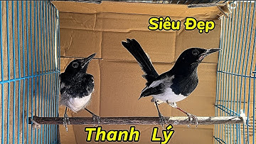26-11  Thanh Lý Choè Than Mép Siêu Rẻ  Siêu Mẫu