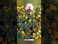 Choose Your Marigold ❤️🌺 & Avoid Walnuts😈 ☘️ In Life