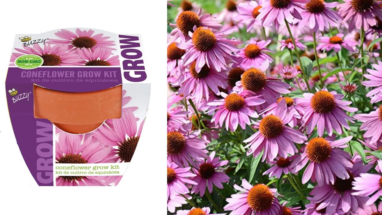 Buzzy ConeFlower Grow Kit Demo Dollar Tree YouTube