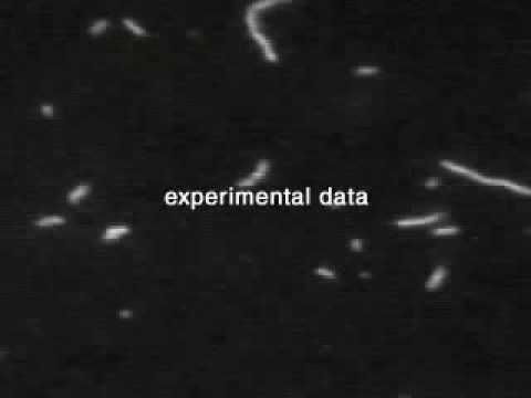 Actin/Myosin Movie 2