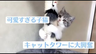 夢のマイホーム(キャットタワーに喜ぶ可愛すぎる子猫