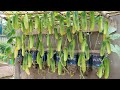 How to grow wall-mounted cucumbers for families without gardens, using organic fertilizer at home