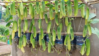 How to grow wall-mounted cucumbers for families without gardens, using organic fertilizer at home