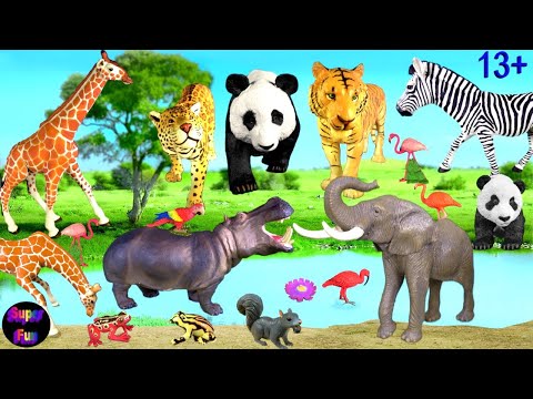 Animals -Tiger Elephant Jaguar Hippo Zebra Giraffe Panda 13+