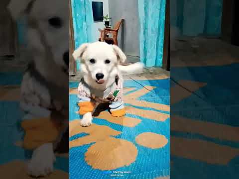 cheru ko aaj naya kapda mila//clothes//Happy #dog #love #shorts #viralvideo #viral