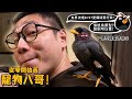 【從零開始養】八哥!鳥界流氓8+9?愛講話愛打架?意外愛模仿許伯?撿到可以養?憤怒鳥原型?【許伯簡芝】