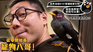 【從零開始養】八哥!鳥界流氓8+9?愛講話愛打架?意外愛模仿許伯?撿到可以養?憤怒鳥原型?【許伯簡芝】 by 許伯&簡芝—倉鼠人 440,531 views 4 months ago 16 minutes