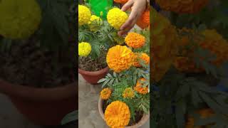 “Marigold Plant Care | Genda Ke Phool Ki Complete Guide" #shorts #garden #plantcare