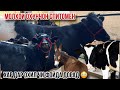 Гуночинои шири Охунчон Спитомен 25 октября 2025 г.