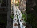 Best Double Cup Method auto water system update #garden #seedstarting #rggs #hydroponics