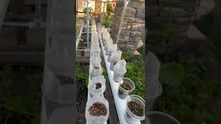 Best Double Cup Method auto water system update #garden #seedstarting #rggs #hydroponics