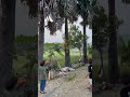 Melihat pakdhe ambil legen #airnira #siwalan #lontar #tuban #tubanhitz #tubanviral #shorts #video