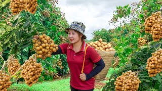 Harvesting Longan goes to the market to sell - Gardening for Growing Vegetables| Lucia Daily Life