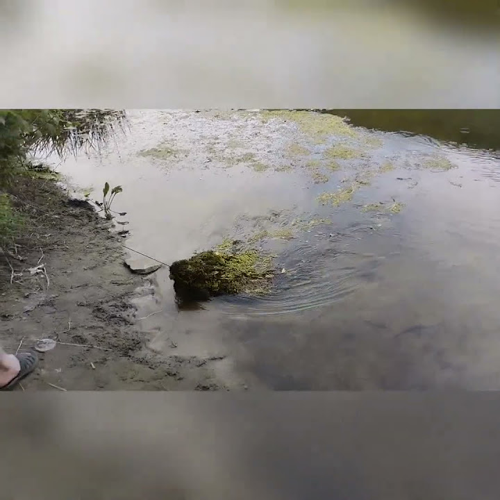 Коса рыболовная для очистки реки от водорослей Туристо. Чистим реку для ...