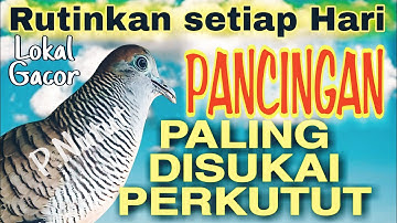 perkutut lokal gacor sangat ampuh untuk pancingan perkutut terapi macet Bunyi
