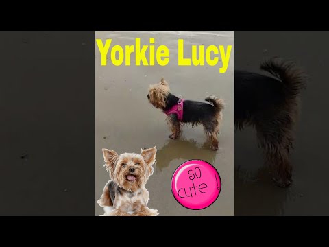 Yorkie Lucy loving
