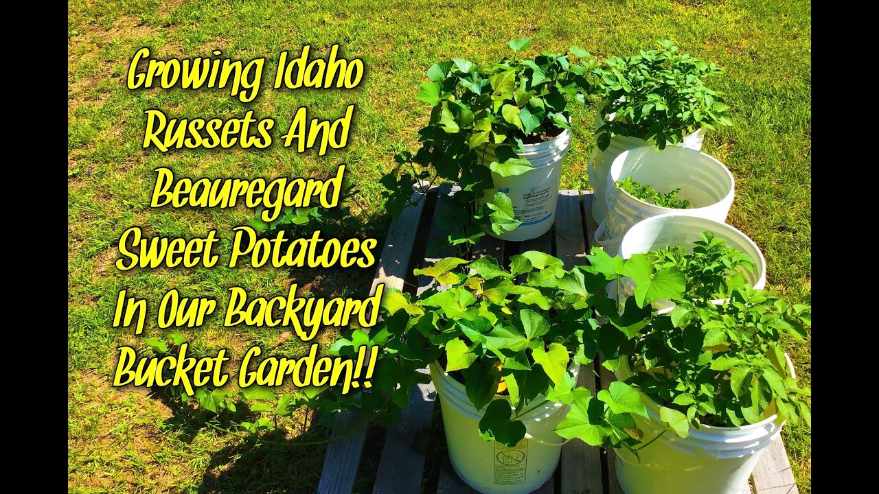 Growing Idaho Russets And Beauregard Sweet Potatoes In Our Backyard