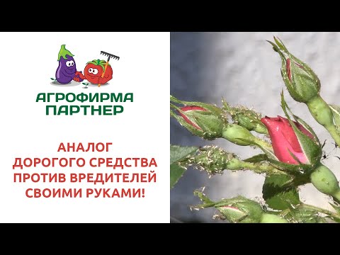 Video: Далматия ромашкасы