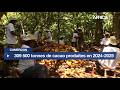 Cameroun : 309 500 tonnes de cacao produites en 2024-2025