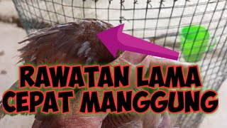 Ciri ciri Perkutut Rawatan lama di Ombyokan #perkutut