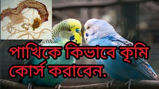 পাখিকে কিভাবে কৃমি কোর্স করাবেন..Birds worms course.Pet Birds।The Birds info