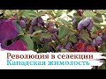 Канадская жимолость - революция в селекции!