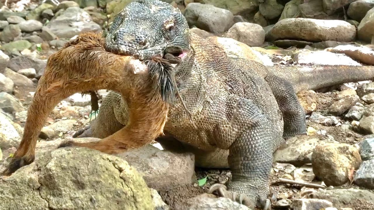 New 🔥Best Swallow of Wild jungle Monster Komodo dragon-Lizards