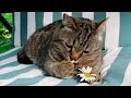 Смешное видео про животных. Приколы с животными. Смешные кошки Часть 3