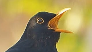 Zpívající kos - Kompilace (Singing Blackbird - Compilation)