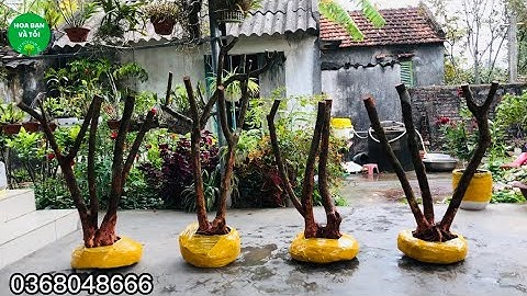 GL.Phôi sim rừng tay cành đẹp.Hoa bạn và tôi