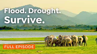 Life at the Limits: Water, Wildlife & Extreme Survival | 4K Nature Documentary
