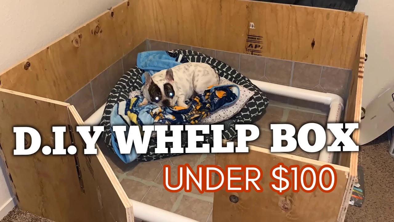 How To Make Dog Whelping Box Under 100 Step By Step French Bulldog Breeders Youtube