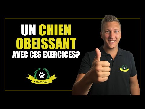 Vidéo: Les meilleurs conseils pour la formation de votre chien Comment 