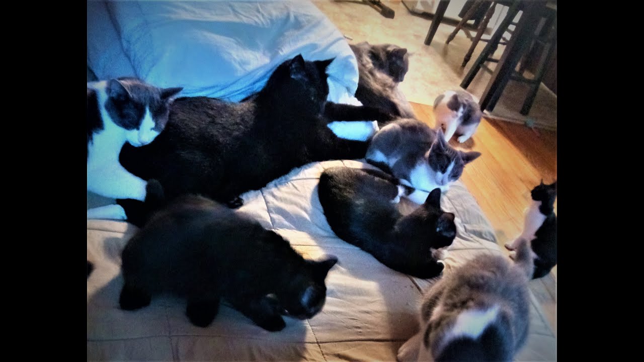 What 15 Happy Rescued Cats Look Like! YouTube