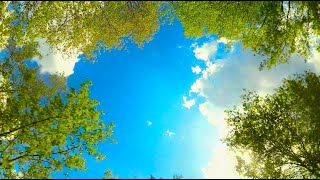 Big Matty Flip Over Giant Trees FPV Freestyle Incubus.